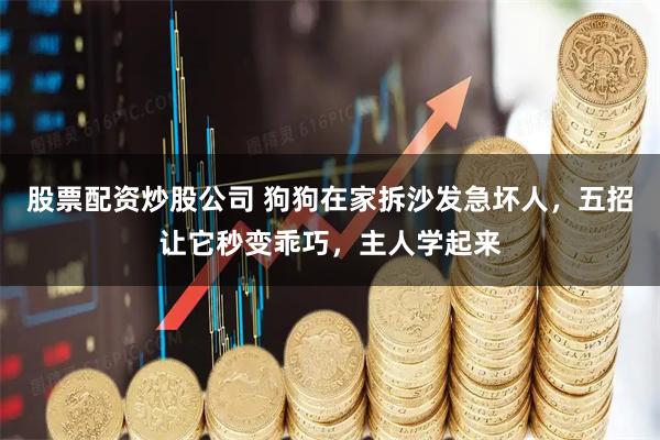 股票配资炒股公司 狗狗在家拆沙发急坏人，五招让它秒变乖巧，主人学起来